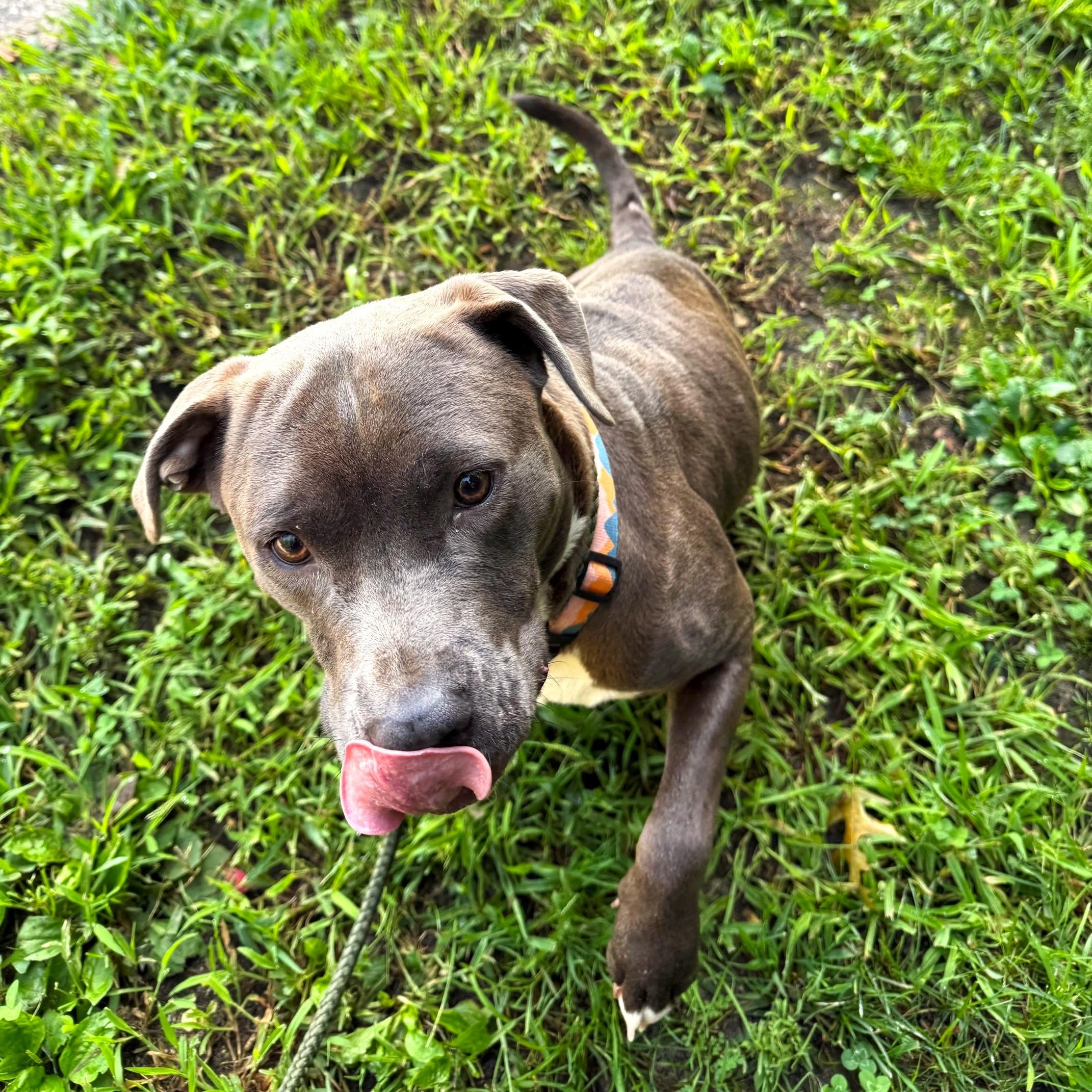 Enlarge Arizona, a Adopted Mixed Breed in Brookhaven, NY image 3/3