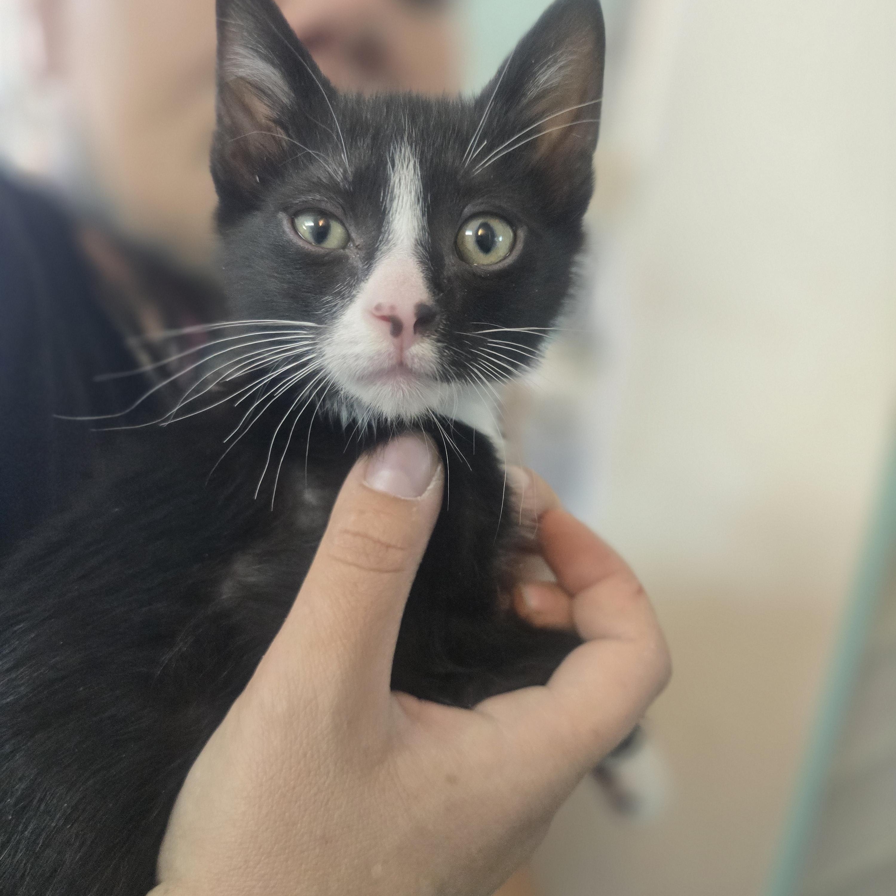 Damon, ADOPTABLE, Kitten Male Domestic Short Hair.