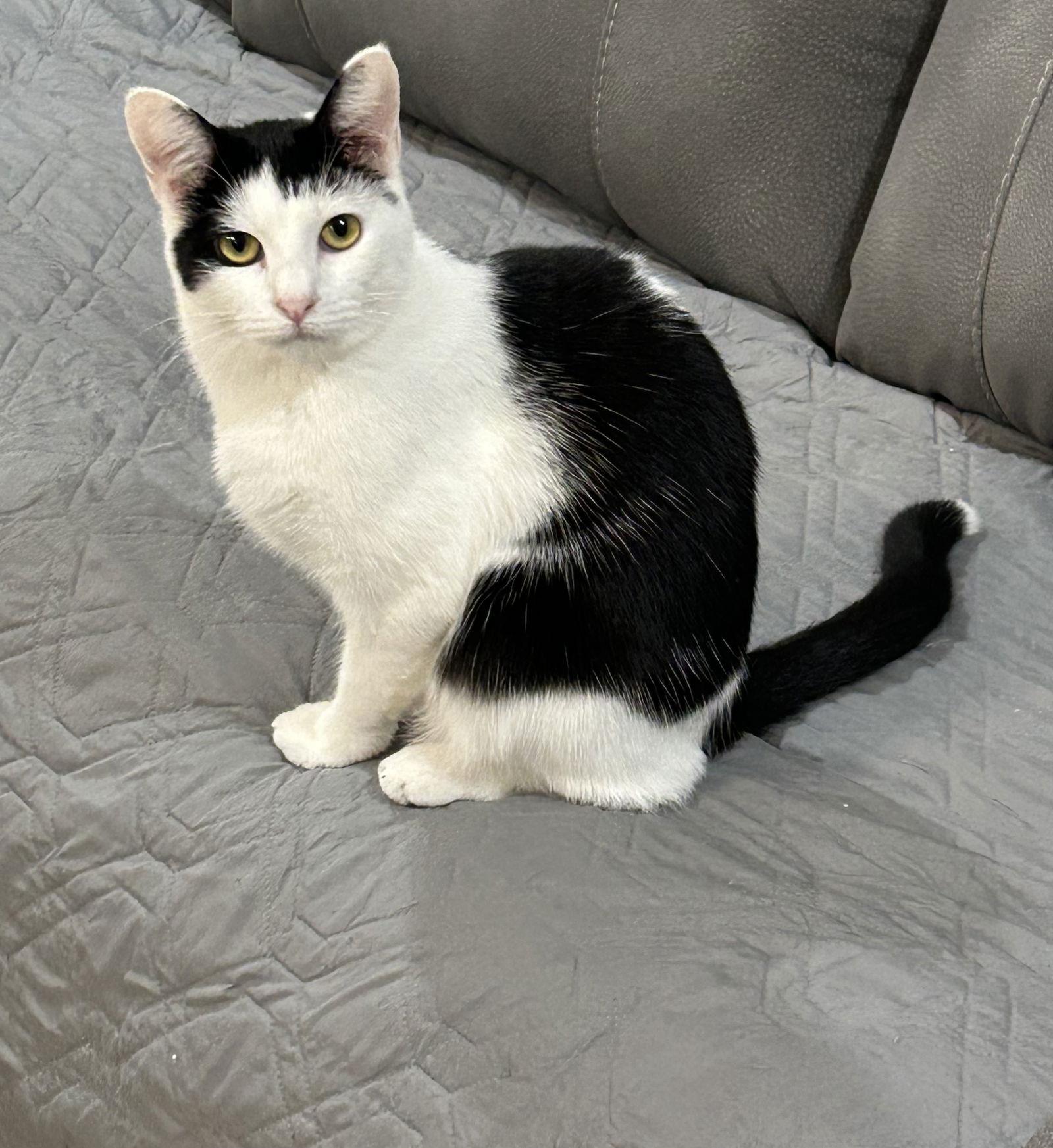 Bones, Adopted, Kitten Female Domestic Short Hair.