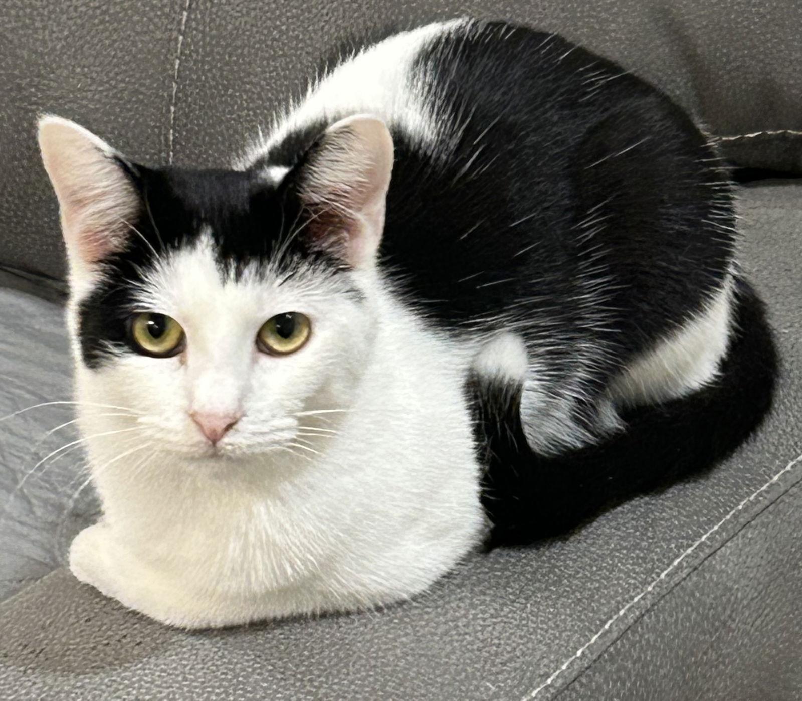 Enlarge Bones, a Adopted Domestic Short Hair in Dickinson, TX image 2/3