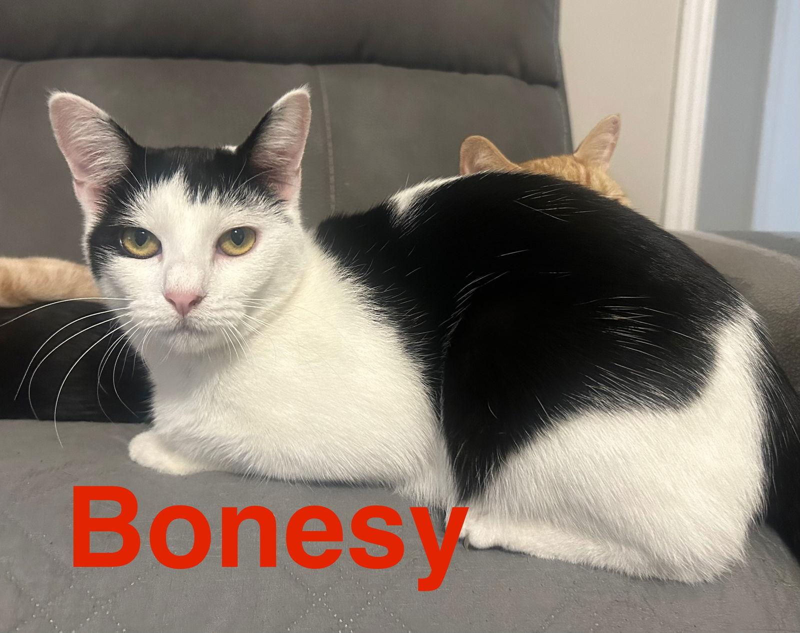 Enlarge Bones, a Adopted Domestic Short Hair in Dickinson, TX image 3/3