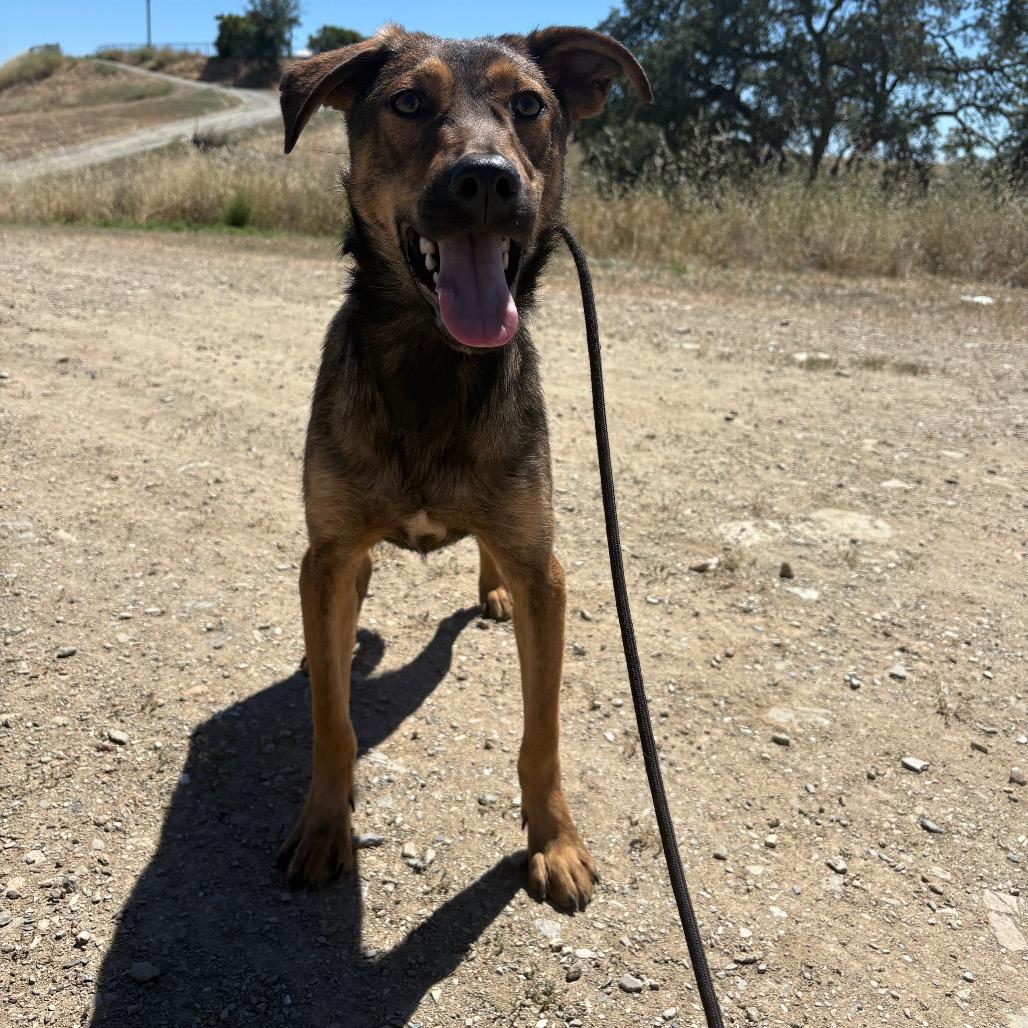 Dijon, Adoptable, Young Male Mixed Breed.