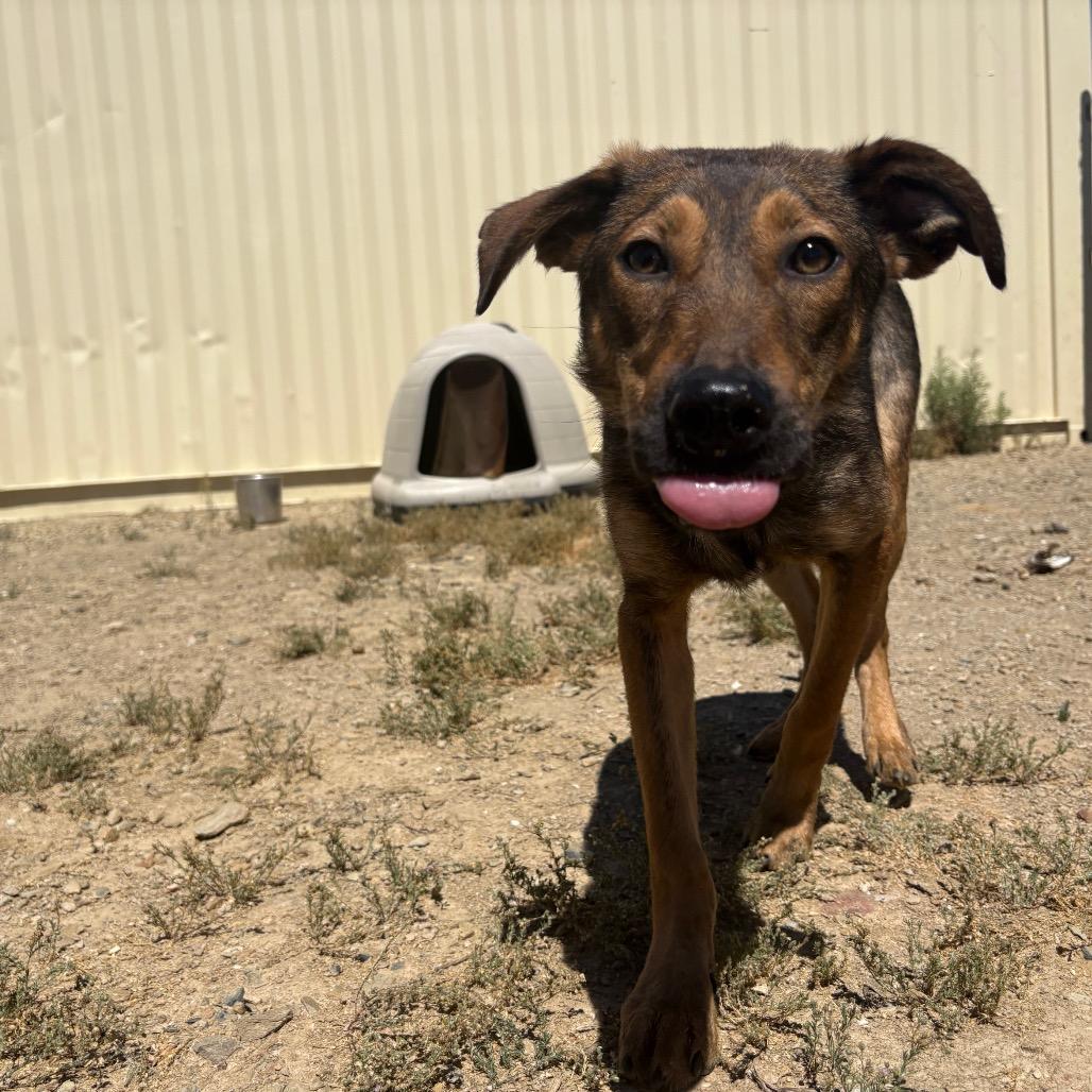 Enlarge Dijon, a Adoptable Mixed Breed in Ione, CA image 2/4