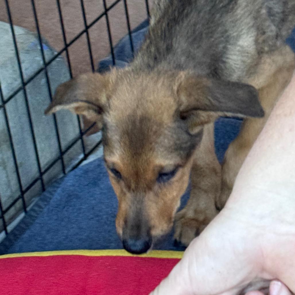 Enlarge Dijon, a Adoptable Mixed Breed in Ione, CA image 3/4