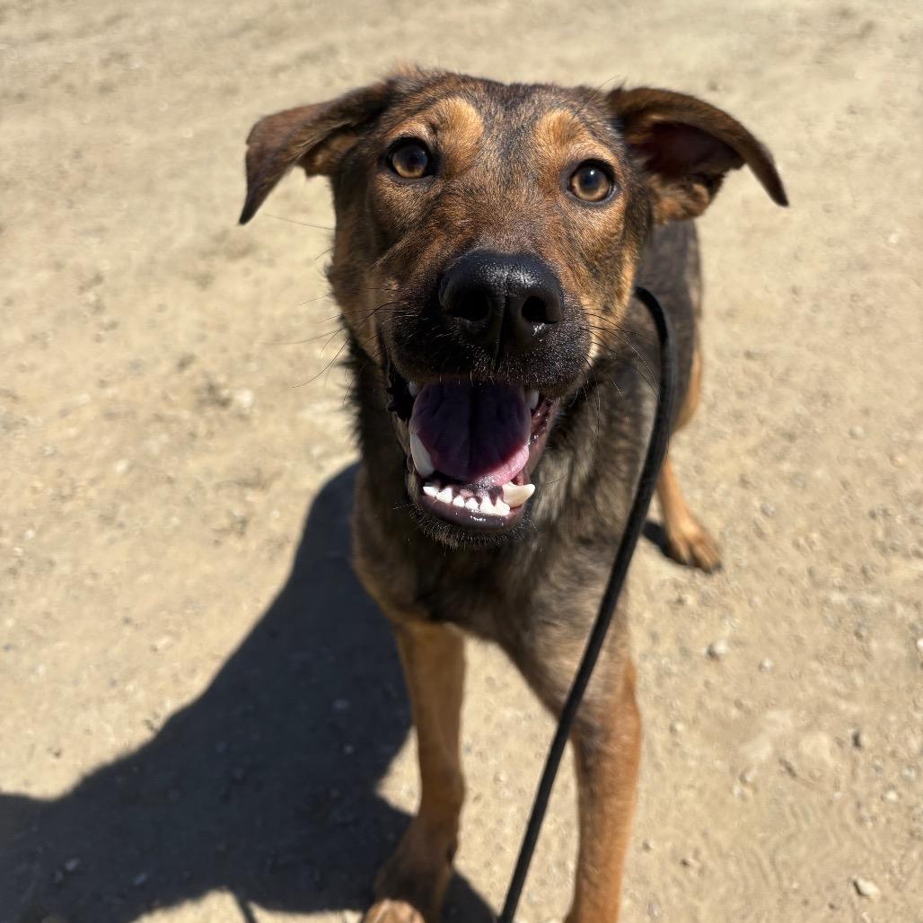 Enlarge Dijon, a Adoptable Mixed Breed in Ione, CA image 4/4