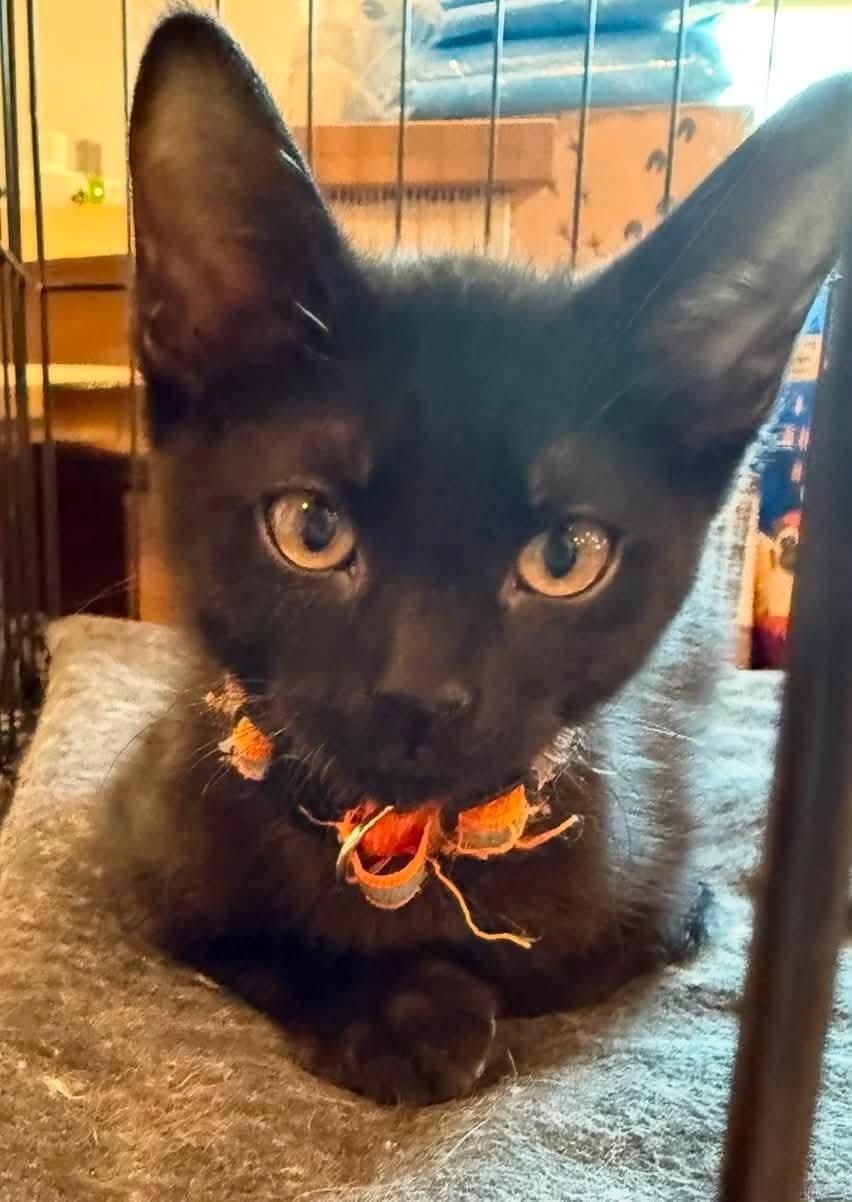 Elmer Fudd, an adopted mixed breed in Sioux City, IA image 3/4