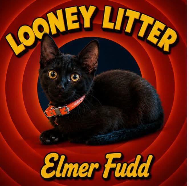 Elmer Fudd, adopted, Kitten Male Domestic Short Hair.