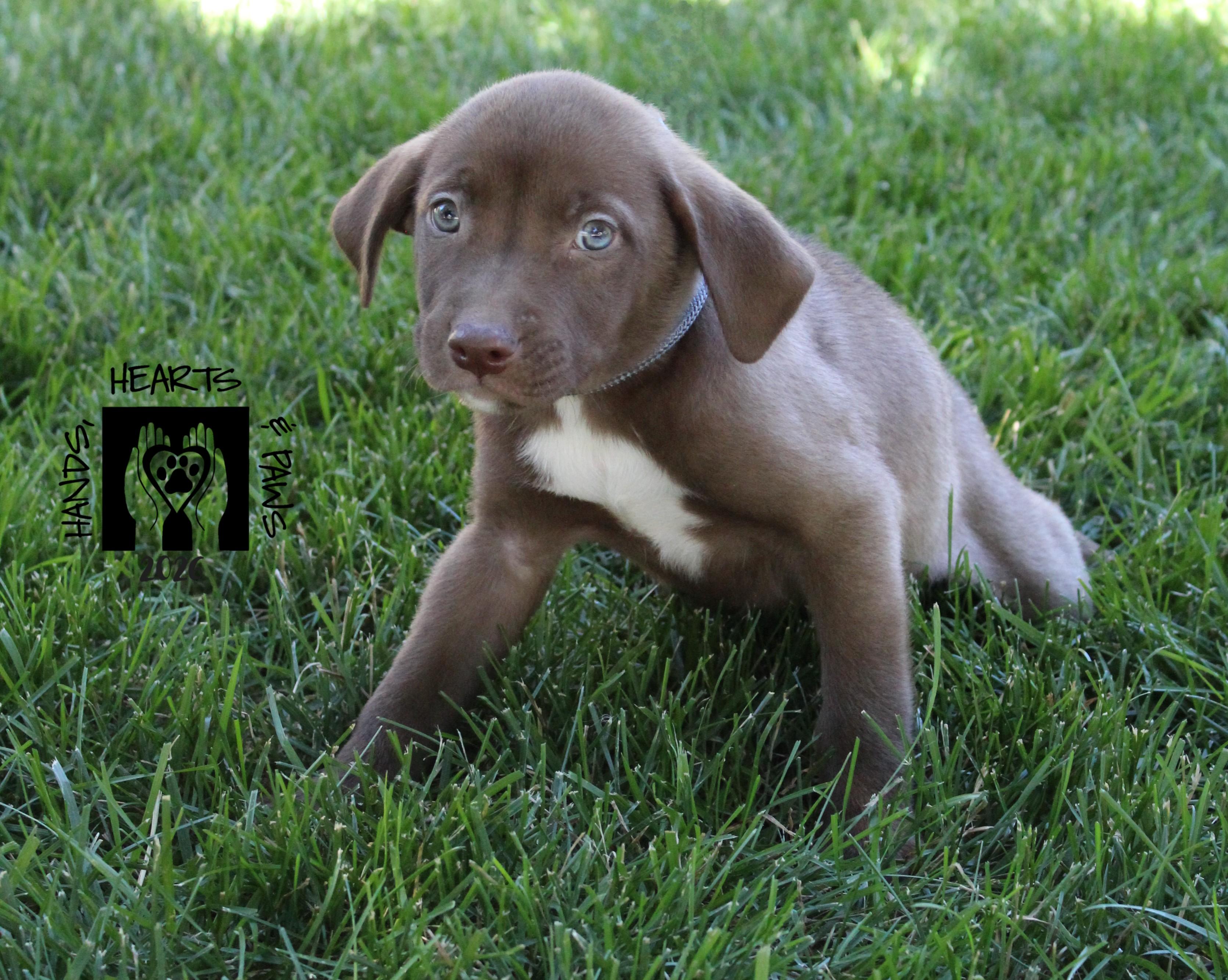 Squints, Adoptable, Puppy Male Labrador Retriever & Shepherd.