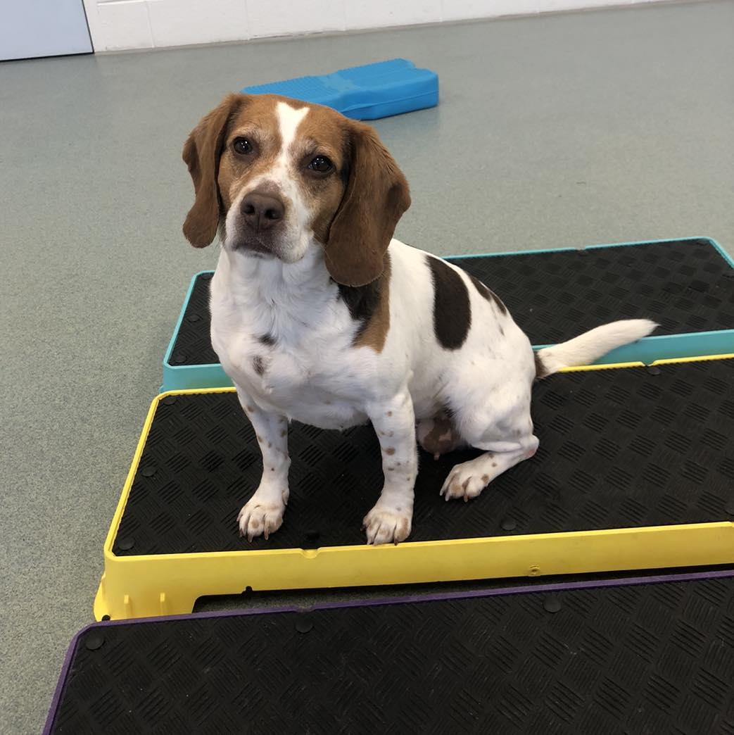 Enlarge Scarlett, an adopted Beagle in Alburtis, PA image 1/5