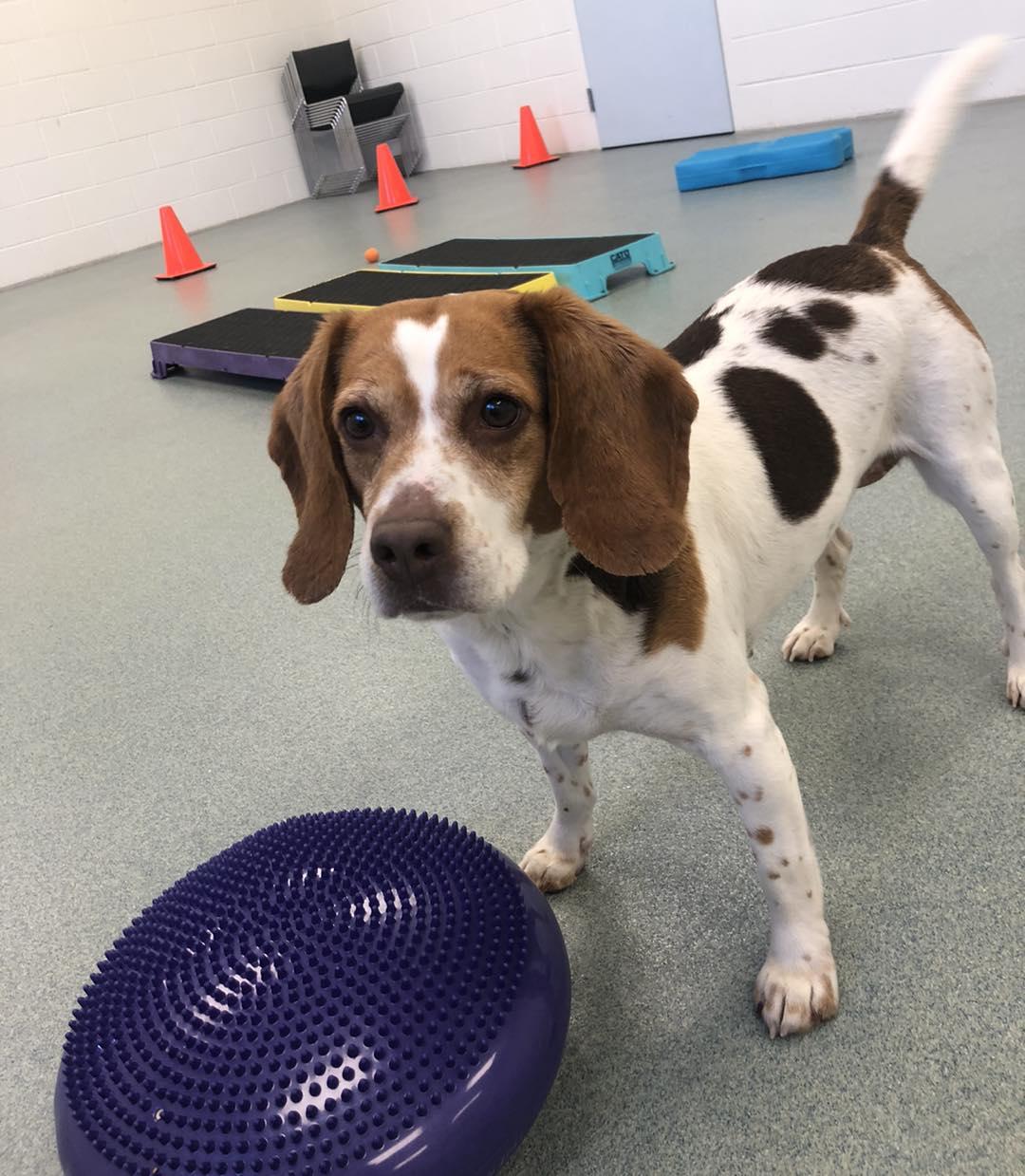 Enlarge Scarlett, an adopted Beagle in Alburtis, PA image 3/5