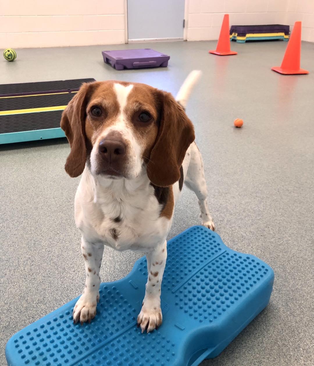 Enlarge Scarlett, an adopted Beagle in Alburtis, PA image 2/5