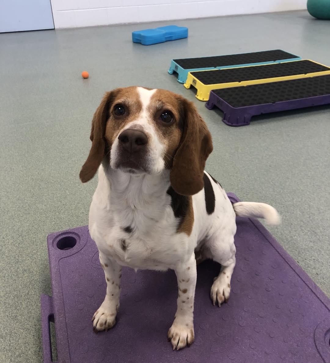 Enlarge Scarlett, an adopted Beagle in Alburtis, PA image 5/5