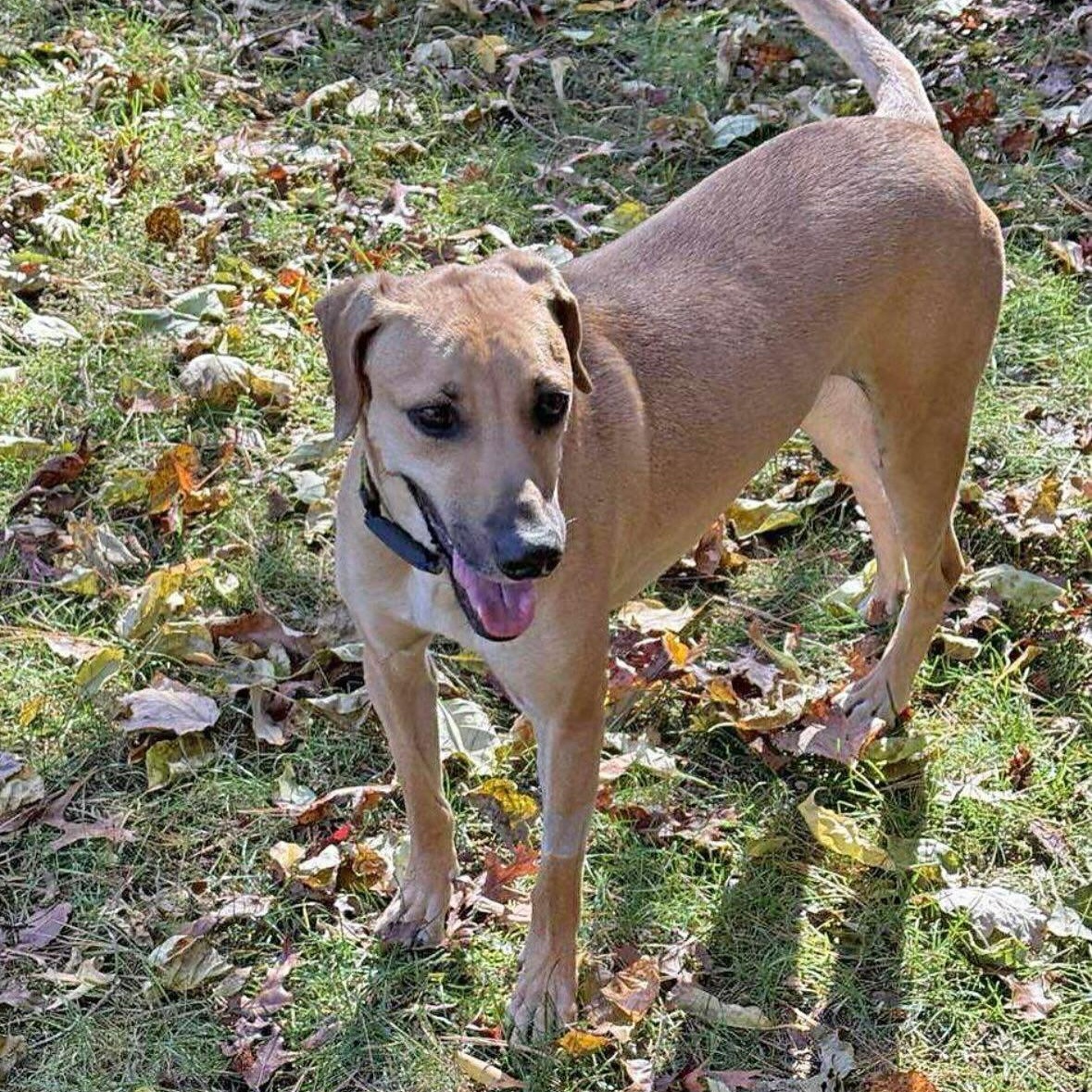 Enlarge Petra, a ADOPTABLE mixed breed in East Greenwich, RI image 1/4