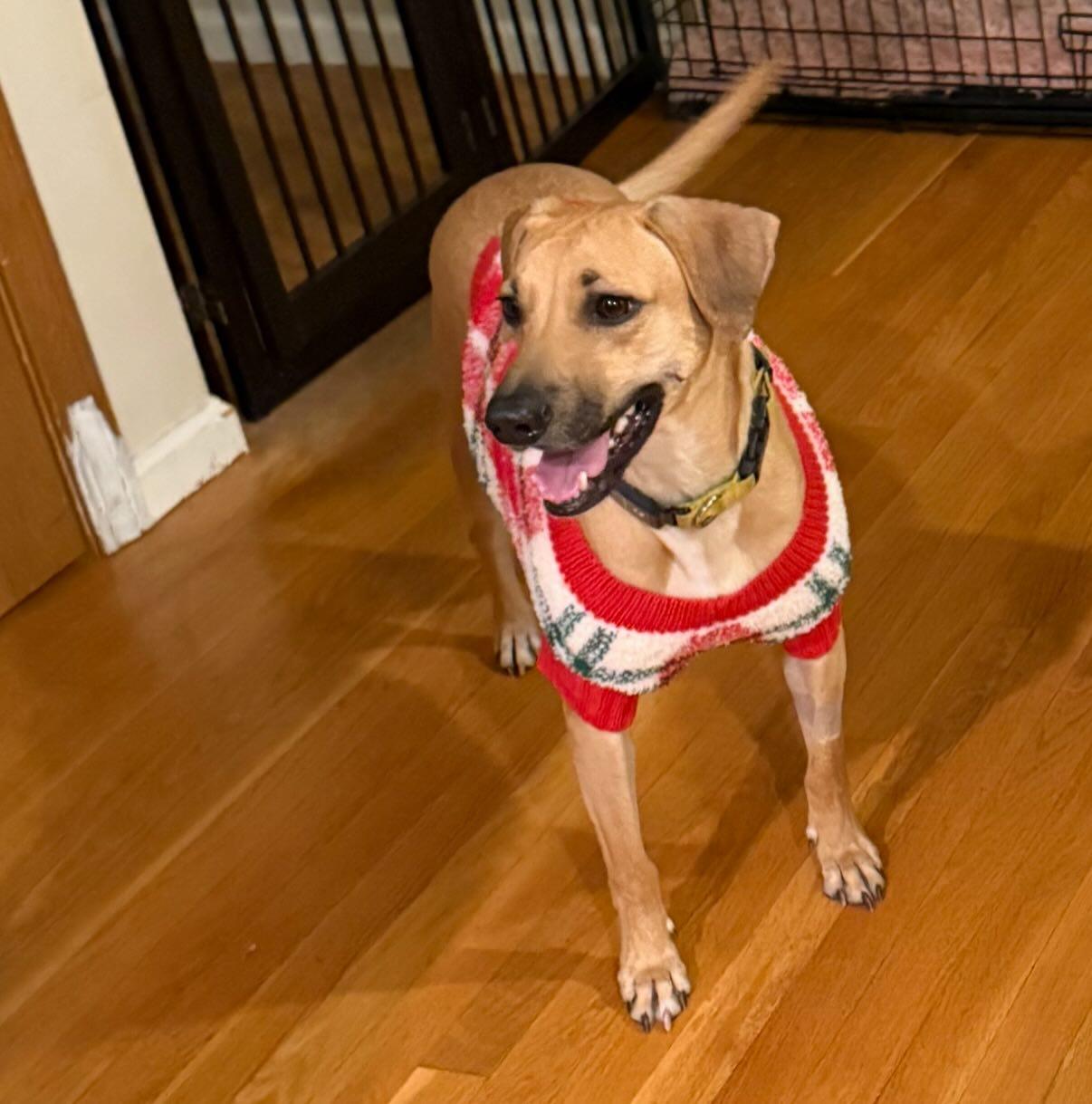 Enlarge Petra, a ADOPTABLE mixed breed in East Greenwich, RI image 3/4
