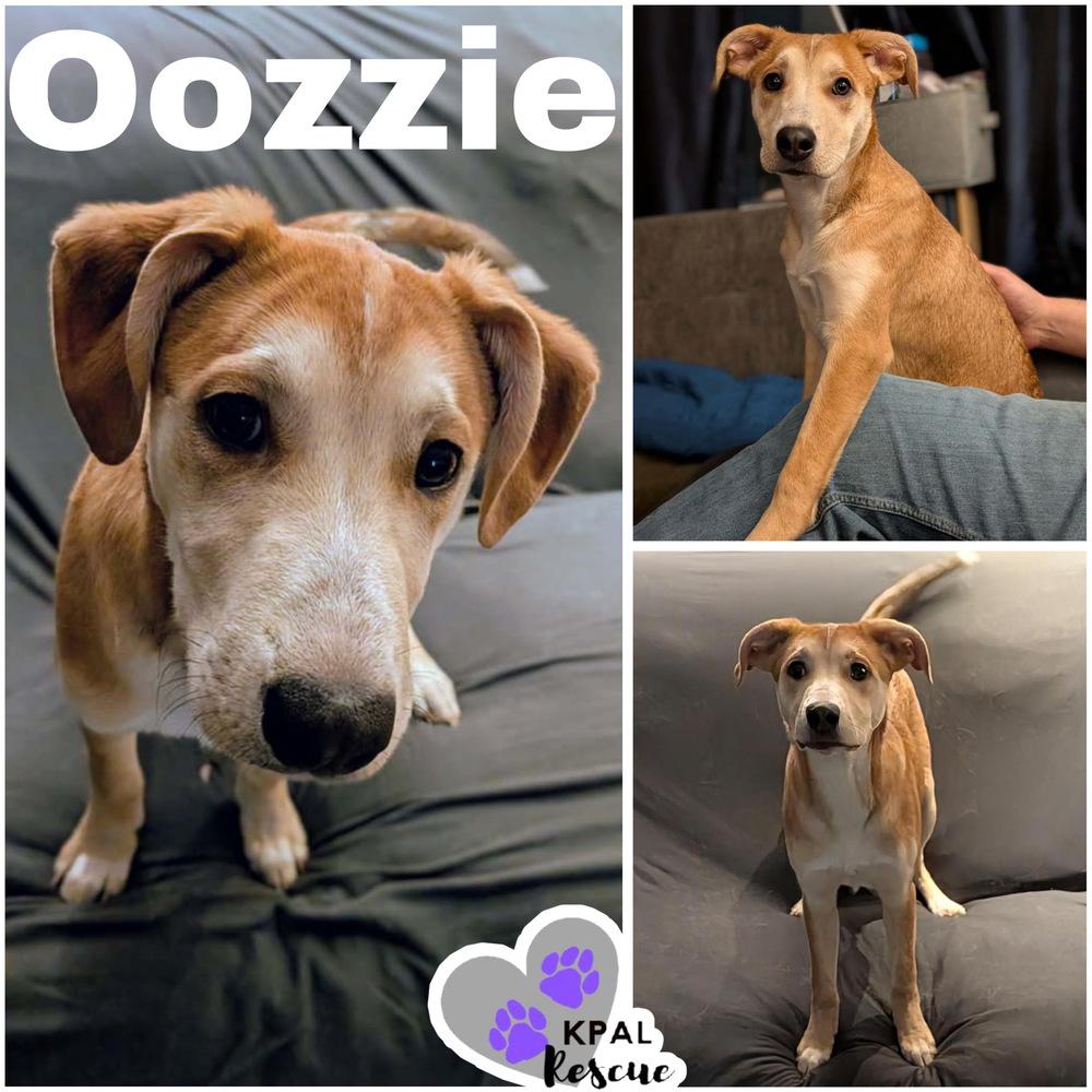 Oozzie, a Adoptable mixed breed in Kenai, AK image 1/5