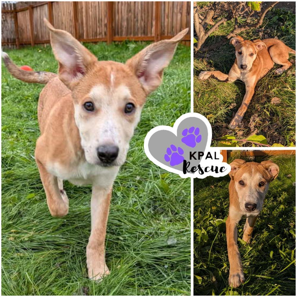 Oozzie, a Adoptable mixed breed in Kenai, AK image 1/3