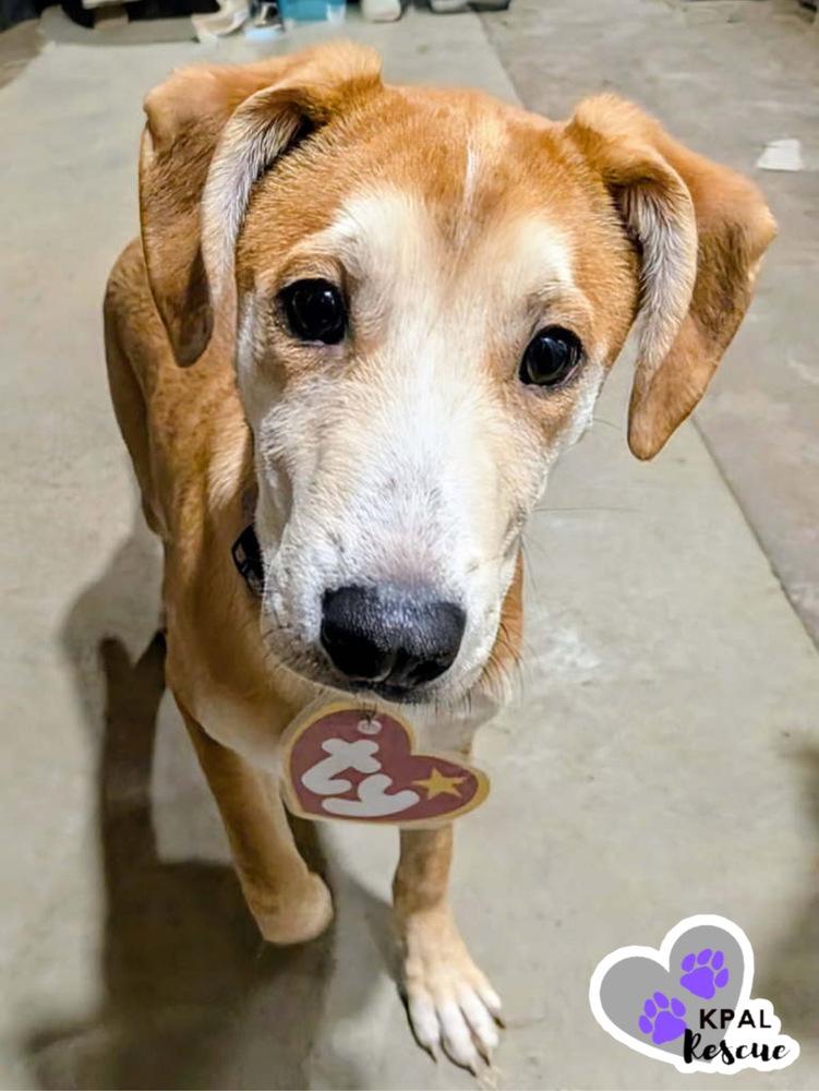 Oozzie, a Adoptable mixed breed in Kenai, AK image 2/3