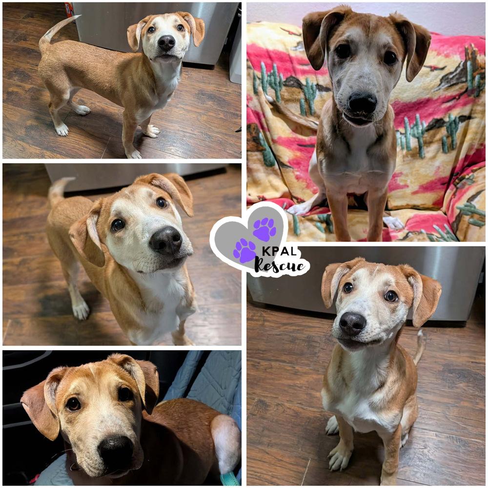 Oozzie, a Adoptable mixed breed in Kenai, AK image 3/3