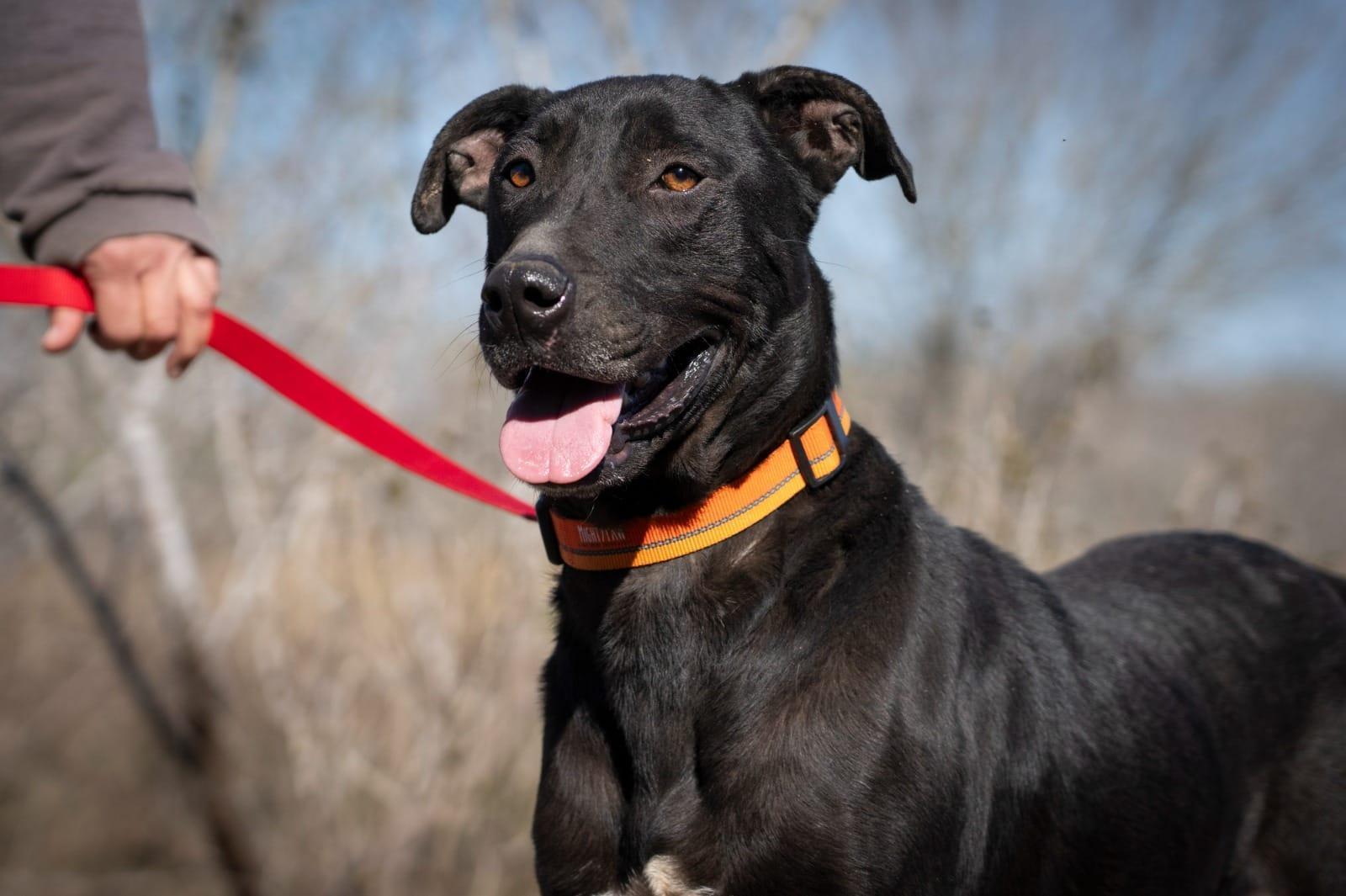 Bongo, a ADOPTABLE mixed breed in Southport, CT image 2/5