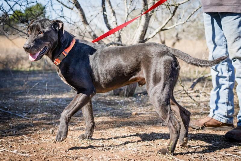 Bongo, a ADOPTABLE mixed breed in Southport, CT image 3/5