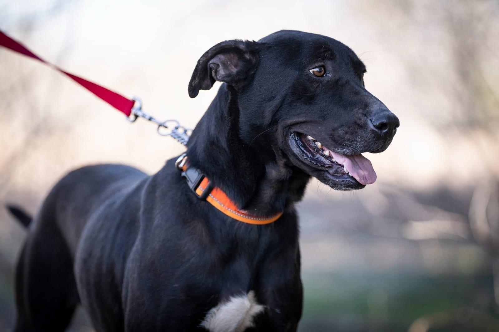 Bongo, ADOPTABLE, Young Male Labrador Retriever & Great Dane.