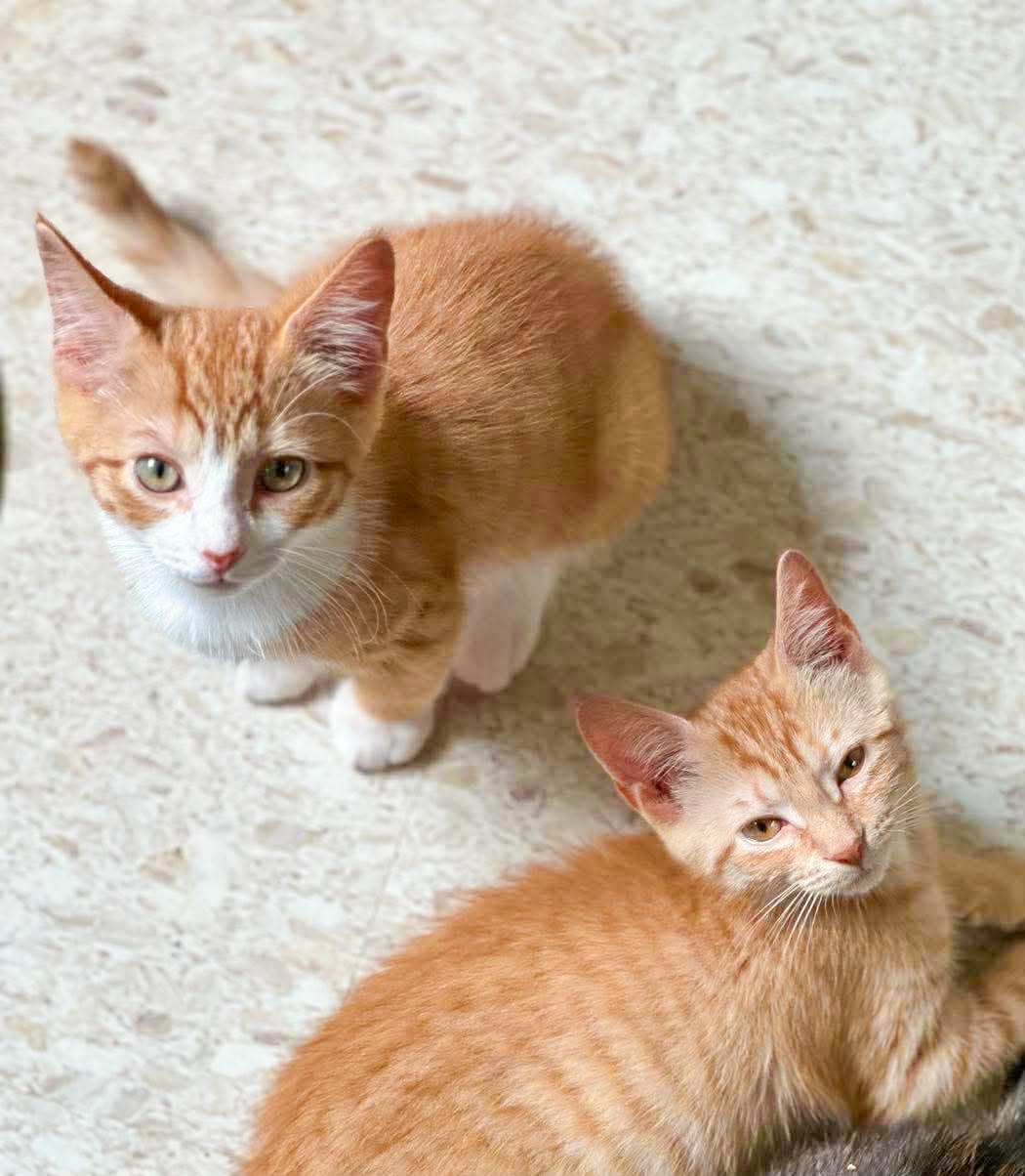 Enlarge Buzzy, a ADOPTABLE Domestic Short Hair in Mullica Hill, NJ image 2/5