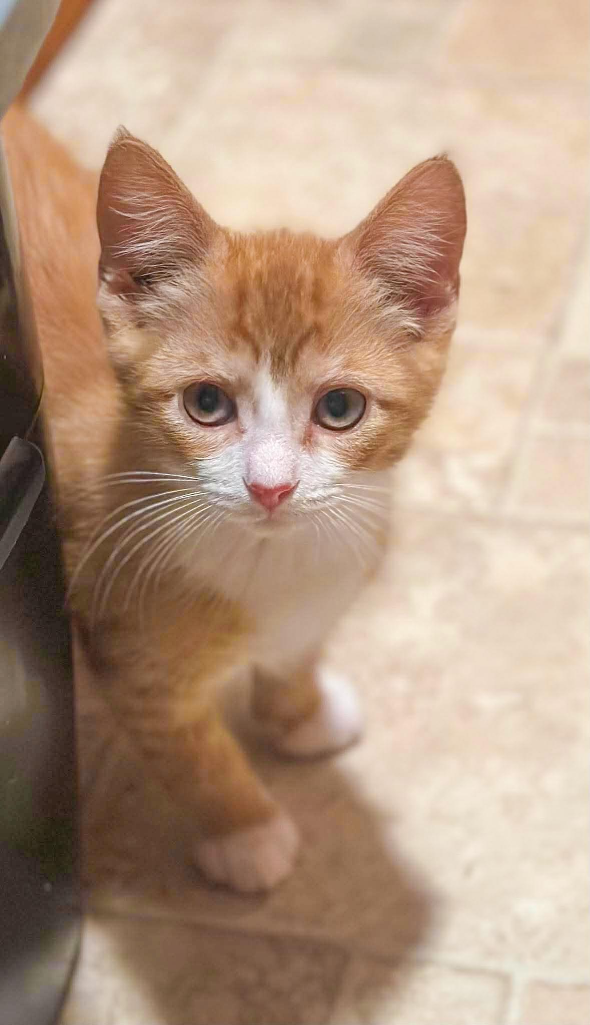 Enlarge Buzzy, a ADOPTABLE Domestic Short Hair in Mullica Hill, NJ image 3/5