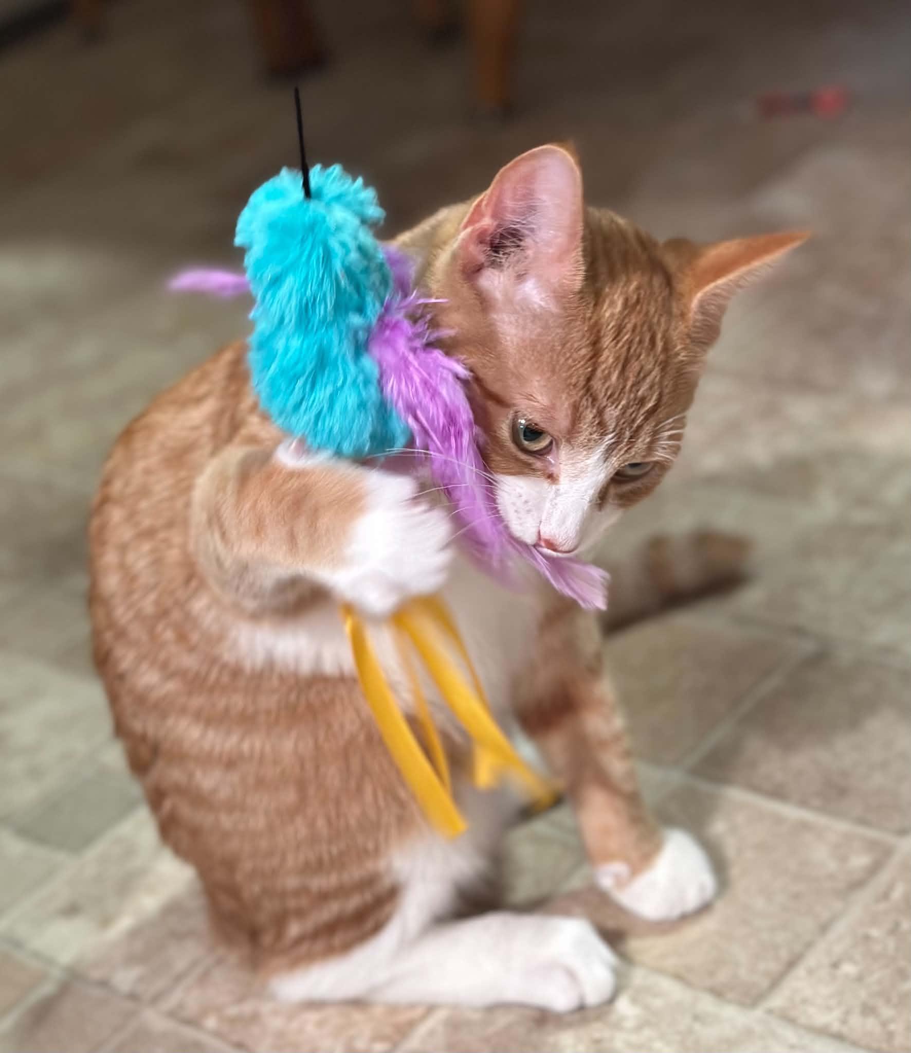 Enlarge Buzzy, a Adoptable Domestic Short Hair in Mullica Hill, NJ image 3/3