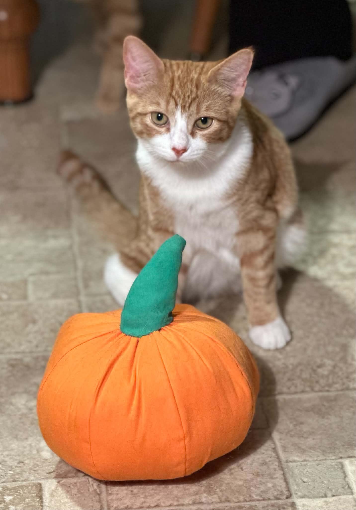 Buzzy, Adoptable, Kitten Male Domestic Short Hair.