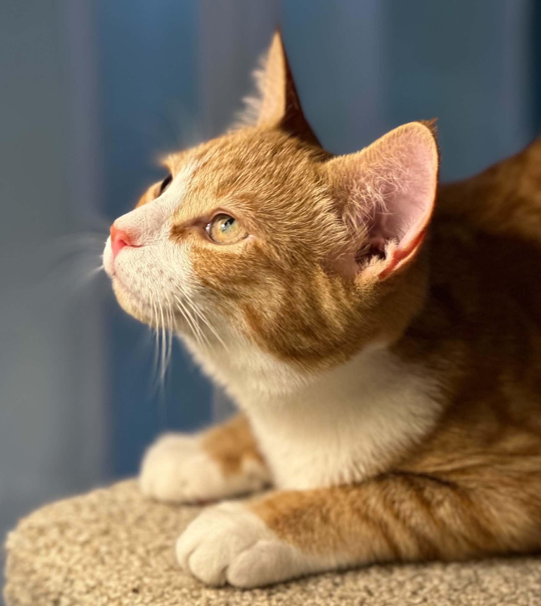 Enlarge Buzzy, a Adoptable Domestic Short Hair in Mullica Hill, NJ image 2/3