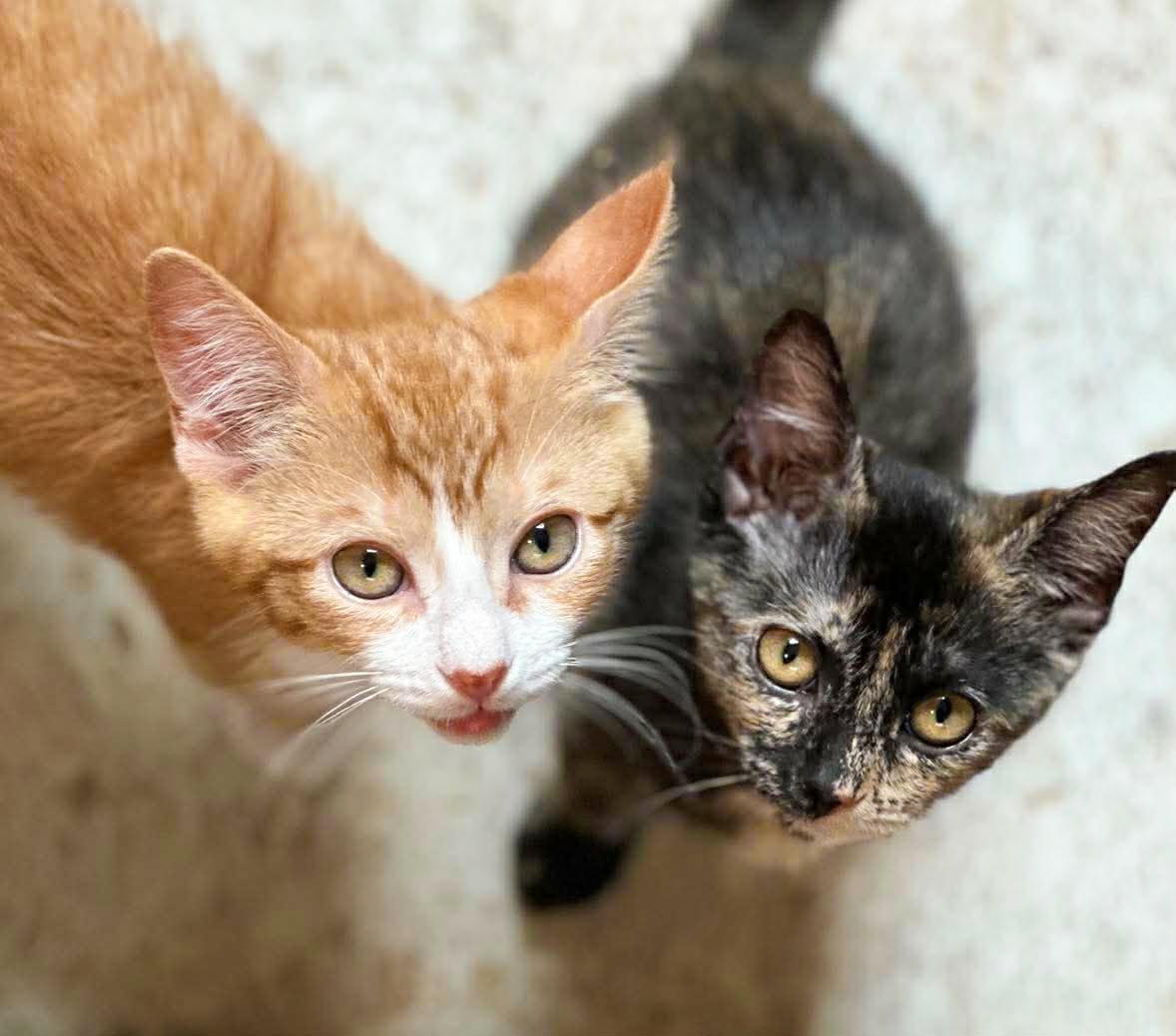 Enlarge Buzzy, a ADOPTABLE Domestic Short Hair in Mullica Hill, NJ image 4/5