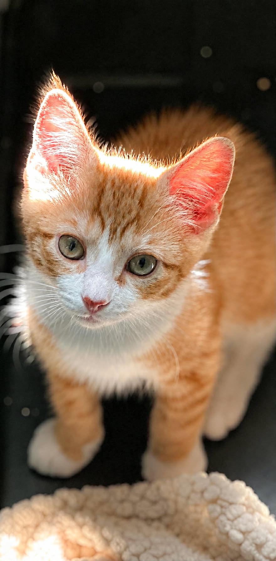 Buzzy, ADOPTABLE, Kitten Male Domestic Short Hair.