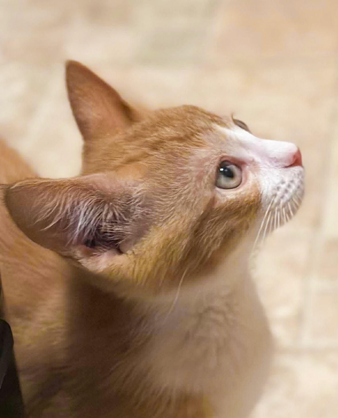 Enlarge Buzzy, a ADOPTABLE Domestic Short Hair in Mullica Hill, NJ image 5/5