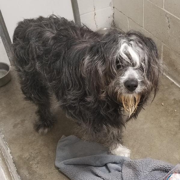 Snuffleupagus, Adoptable, Adult Male Bearded Collie.