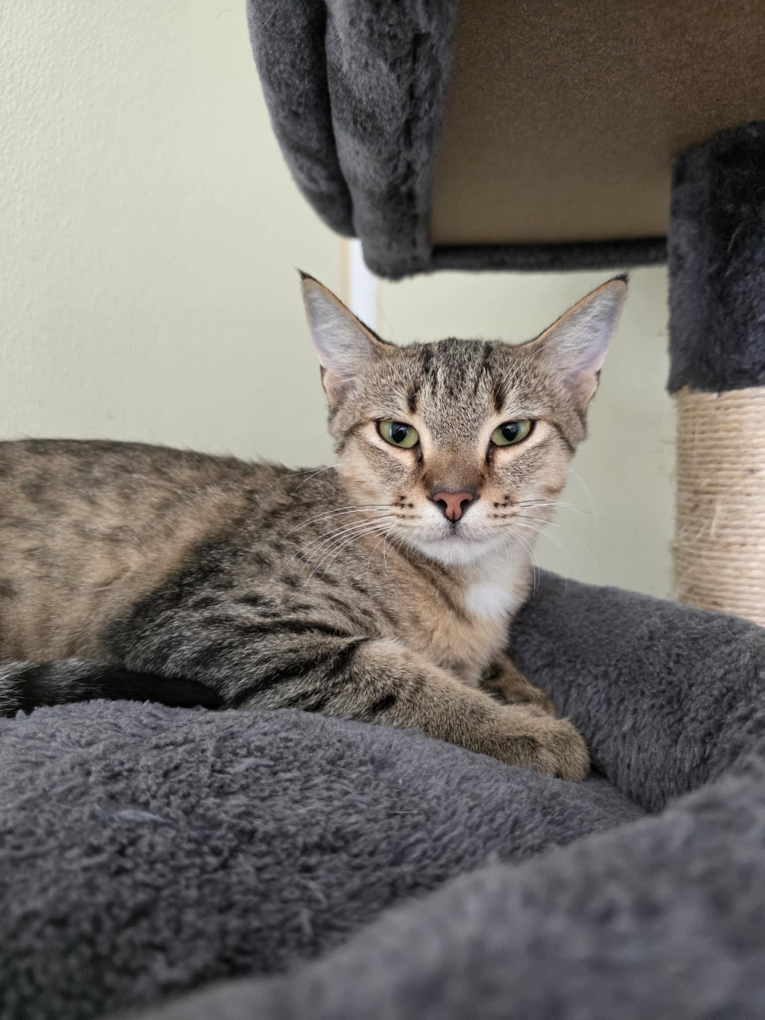 Beaker, a ADOPTABLE Domestic Short Hair in Umatilla, FL image 4/5
