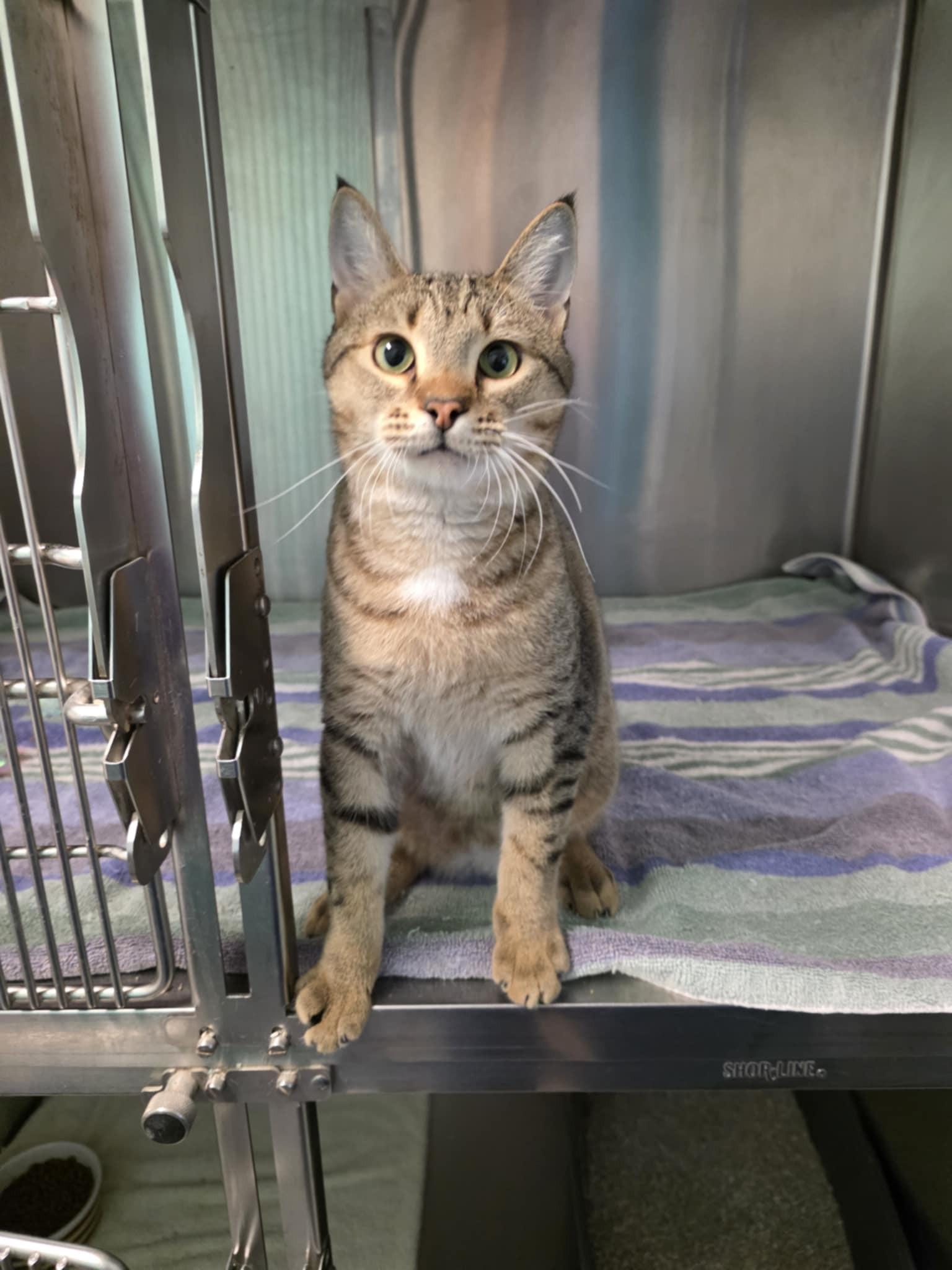 Beaker, ADOPTABLE, Young Male Domestic Short Hair.