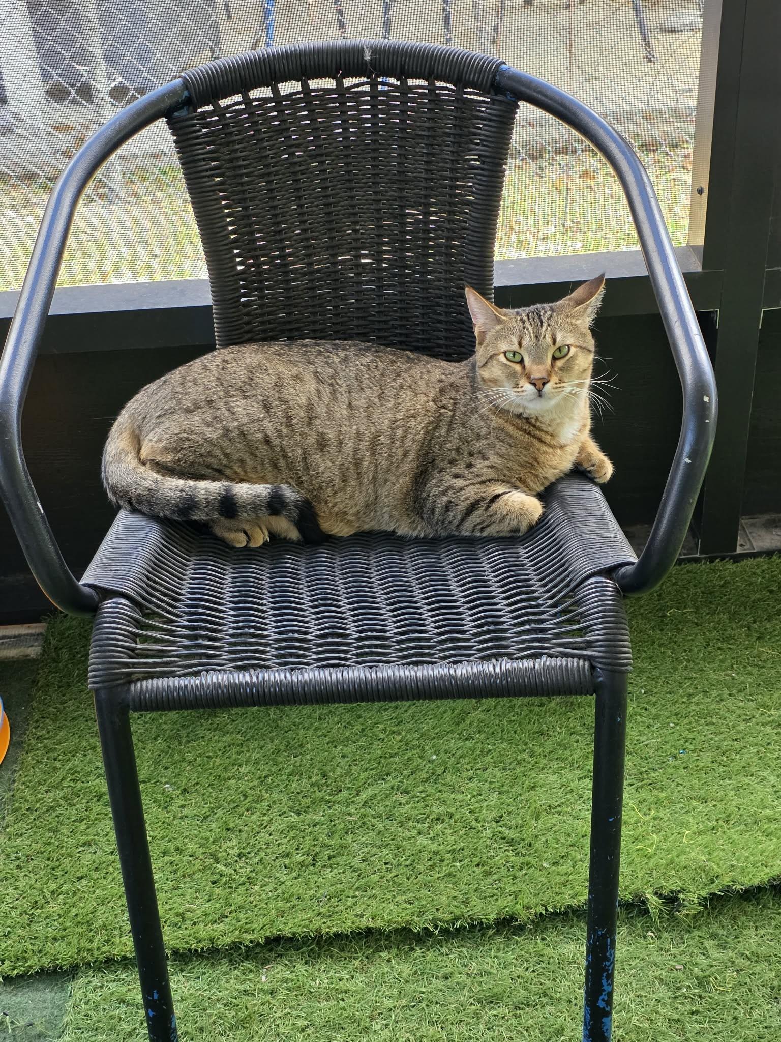 Enlarge Beaker, a ADOPTABLE Domestic Short Hair in Umatilla, FL image 4/4