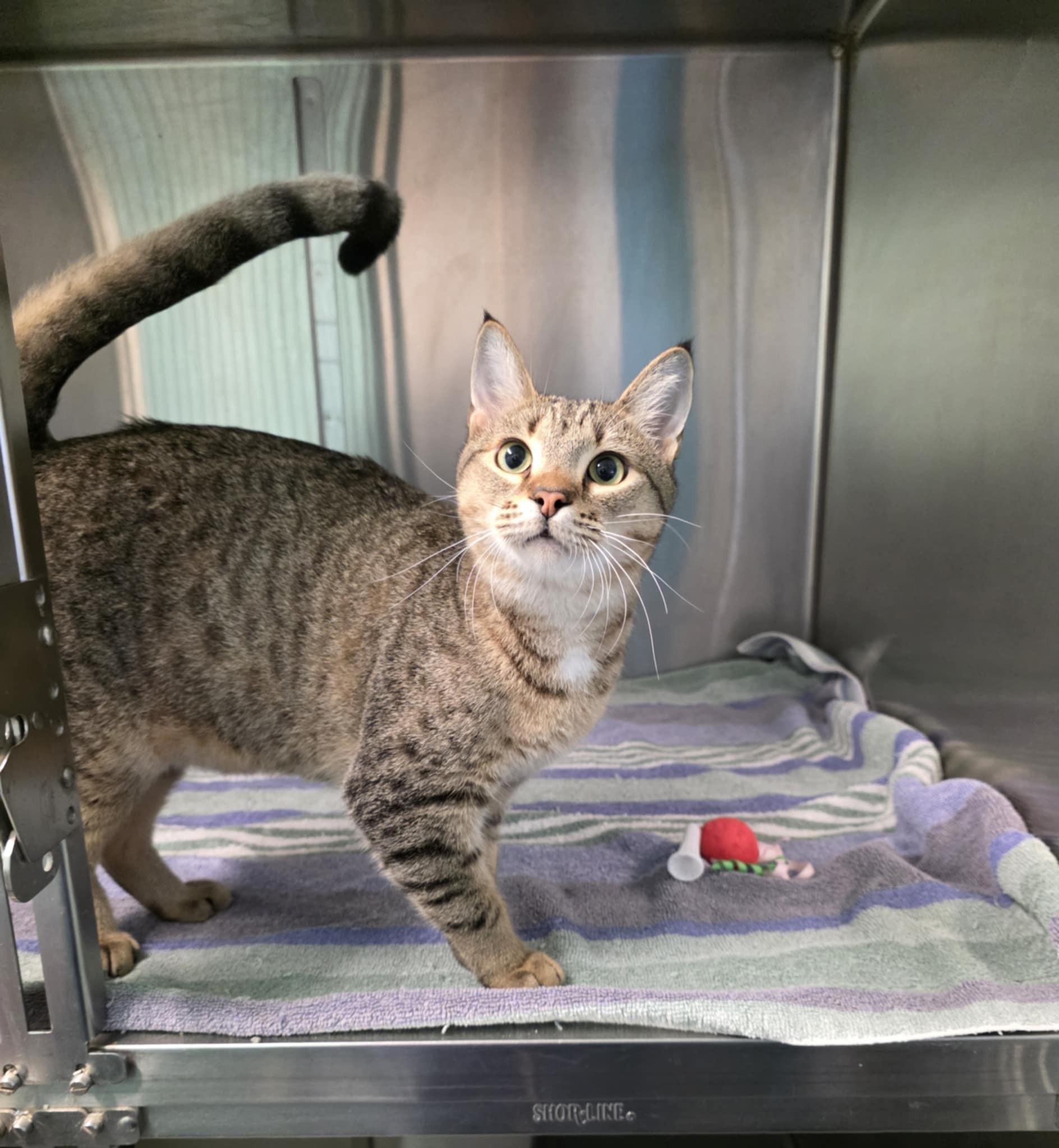 Beaker, a ADOPTABLE Domestic Short Hair in Umatilla, FL image 5/5