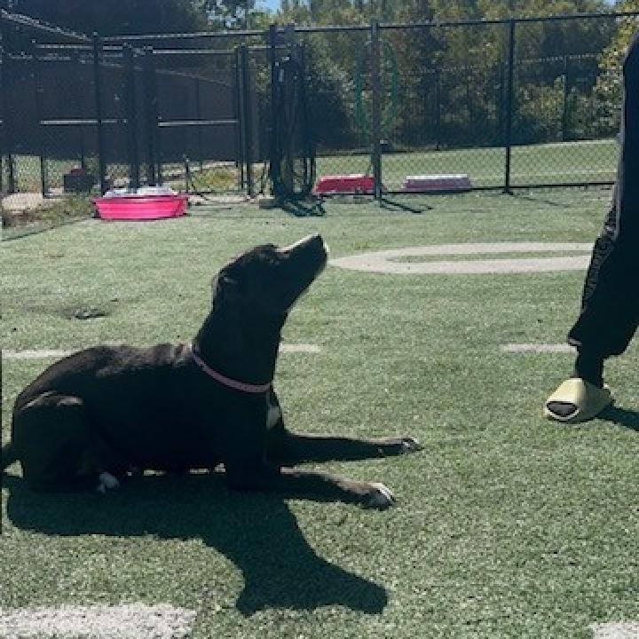 Leah, Adoptable, Adult Female Labrador Retriever & American Staffordshire Terrier.