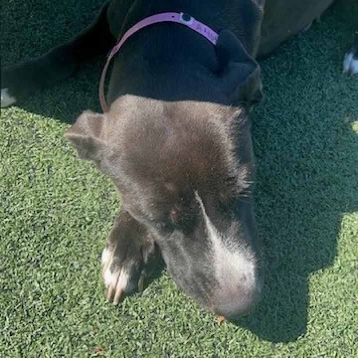 Enlarge Leah, a Adoptable mixed breed in Memphis, TN image 3/6