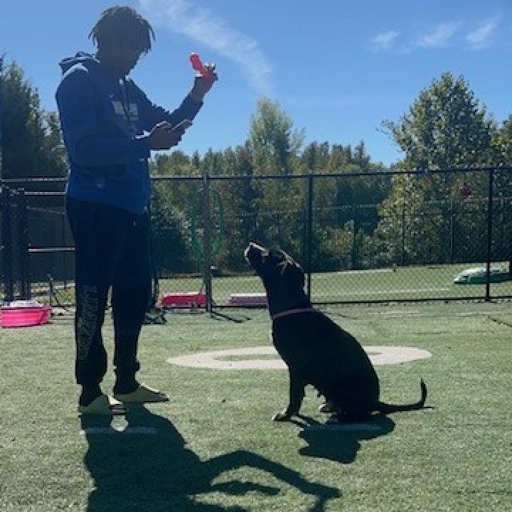 Enlarge Leah, a Adoptable mixed breed in Memphis, TN image 4/6