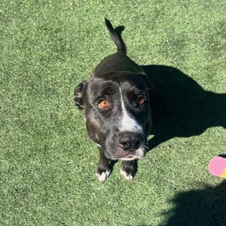 Enlarge Leah, a Adoptable mixed breed in Memphis, TN image 6/6