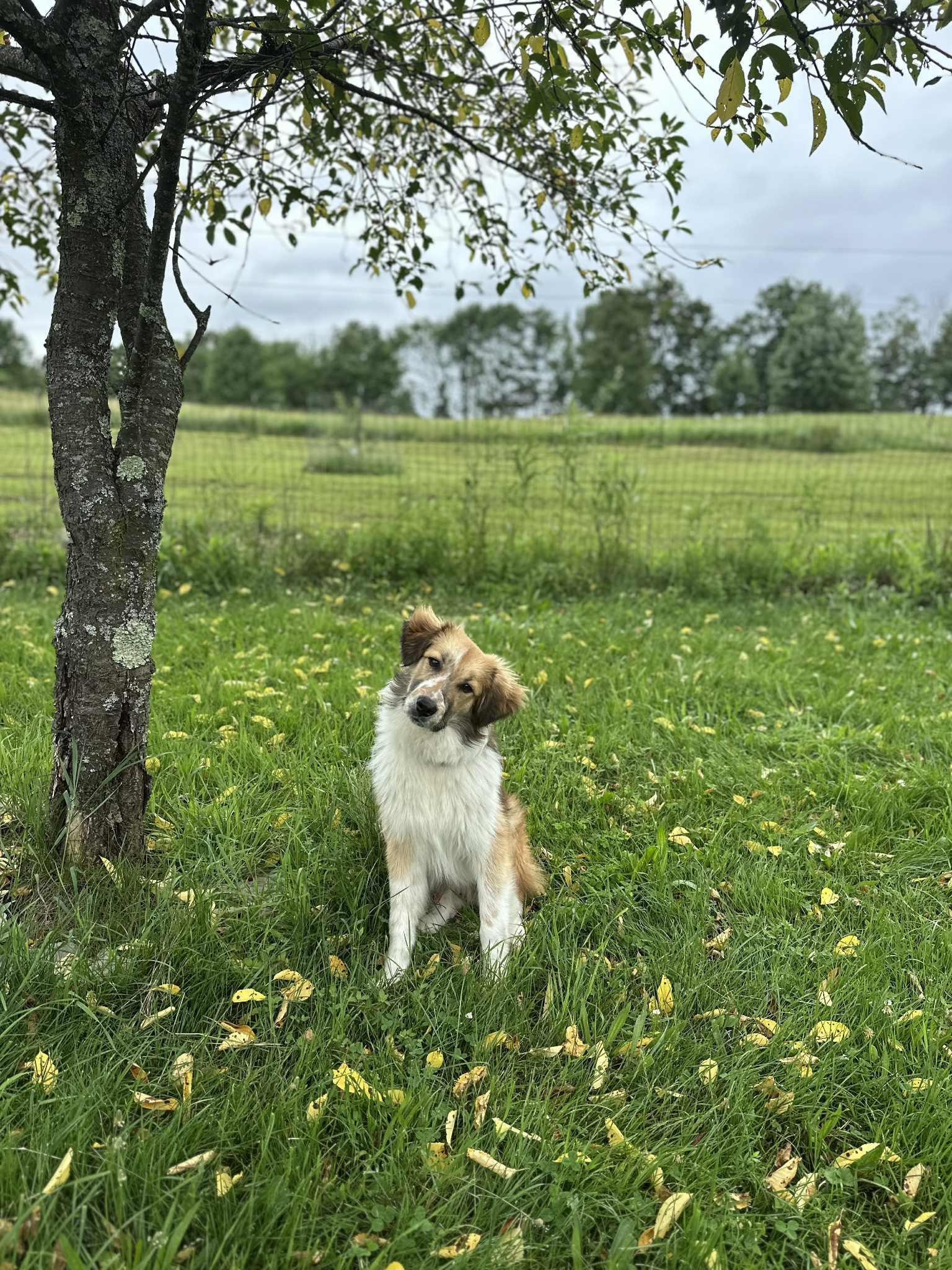 Todd
