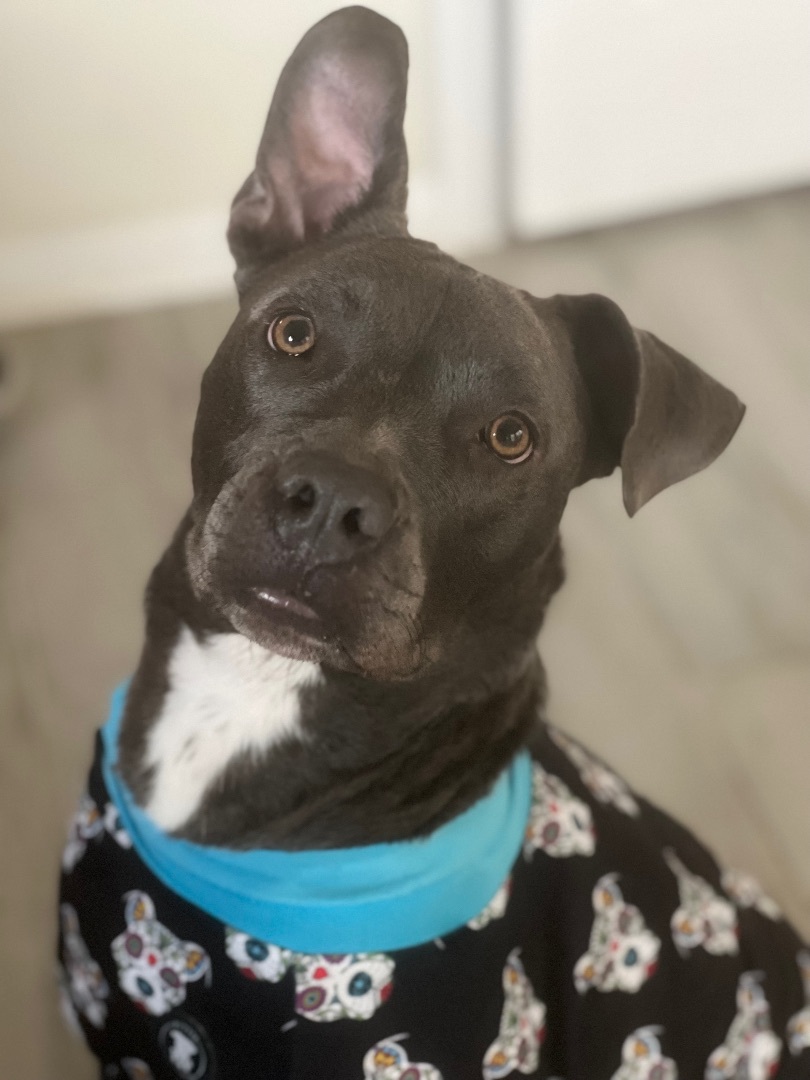 Sky, a Adoptable mixed breed in Cypress, TX image 1/12