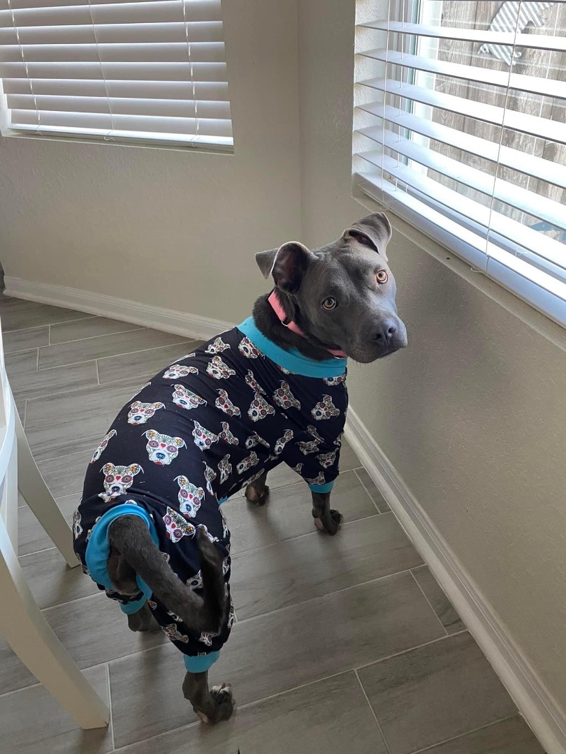 Sky, a Adoptable mixed breed in Cypress, TX image 2/12