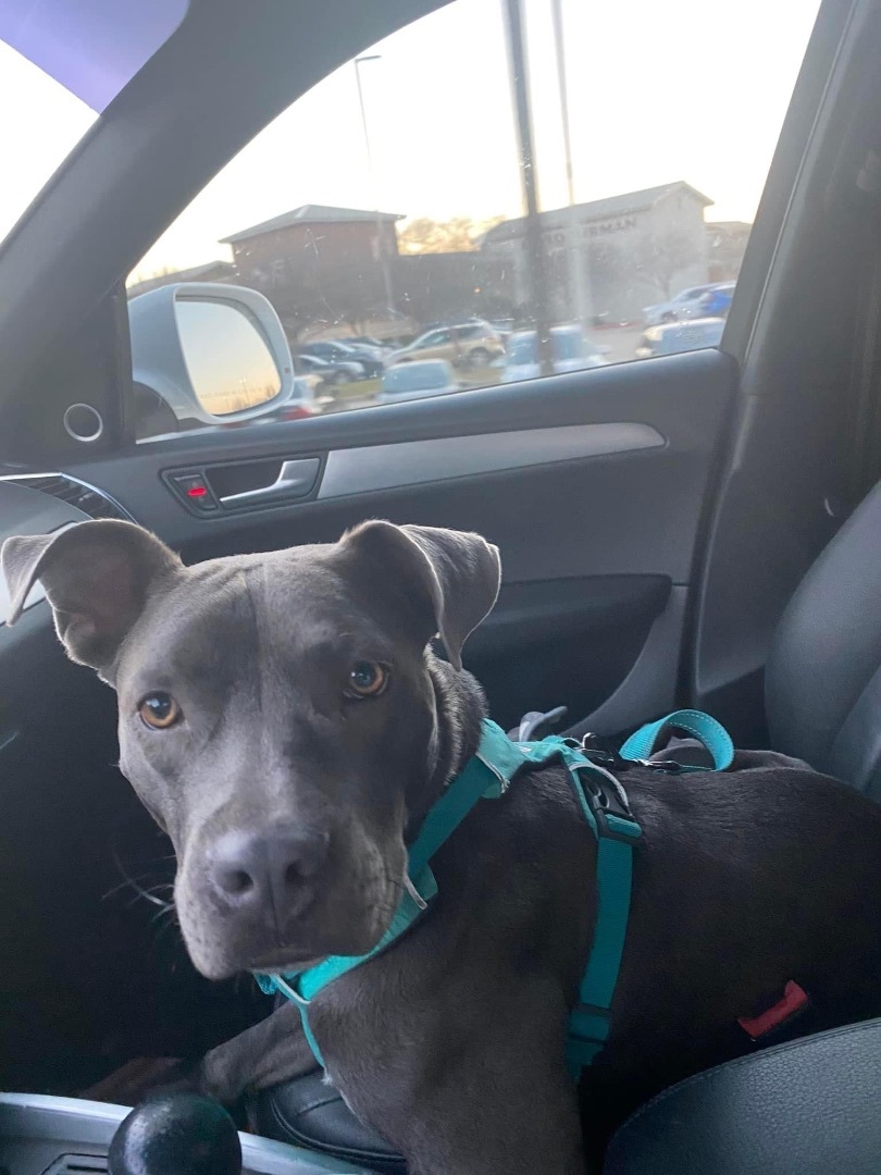 Sky, a Adoptable mixed breed in Cypress, TX image 3/12