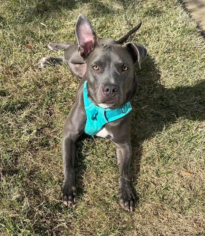 Sky, a Adoptable mixed breed in Cypress, TX image 4/12