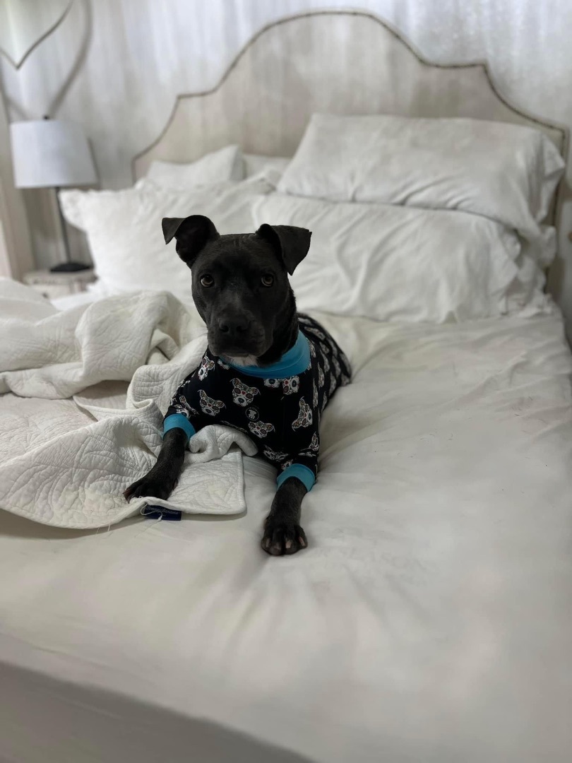 Sky, a Adoptable mixed breed in Cypress, TX image 5/12