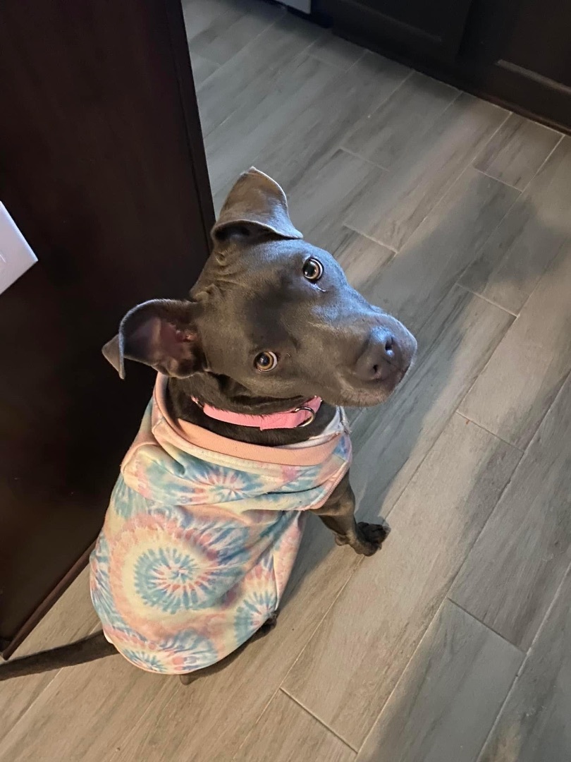 Sky, a Adoptable mixed breed in Cypress, TX image 6/12