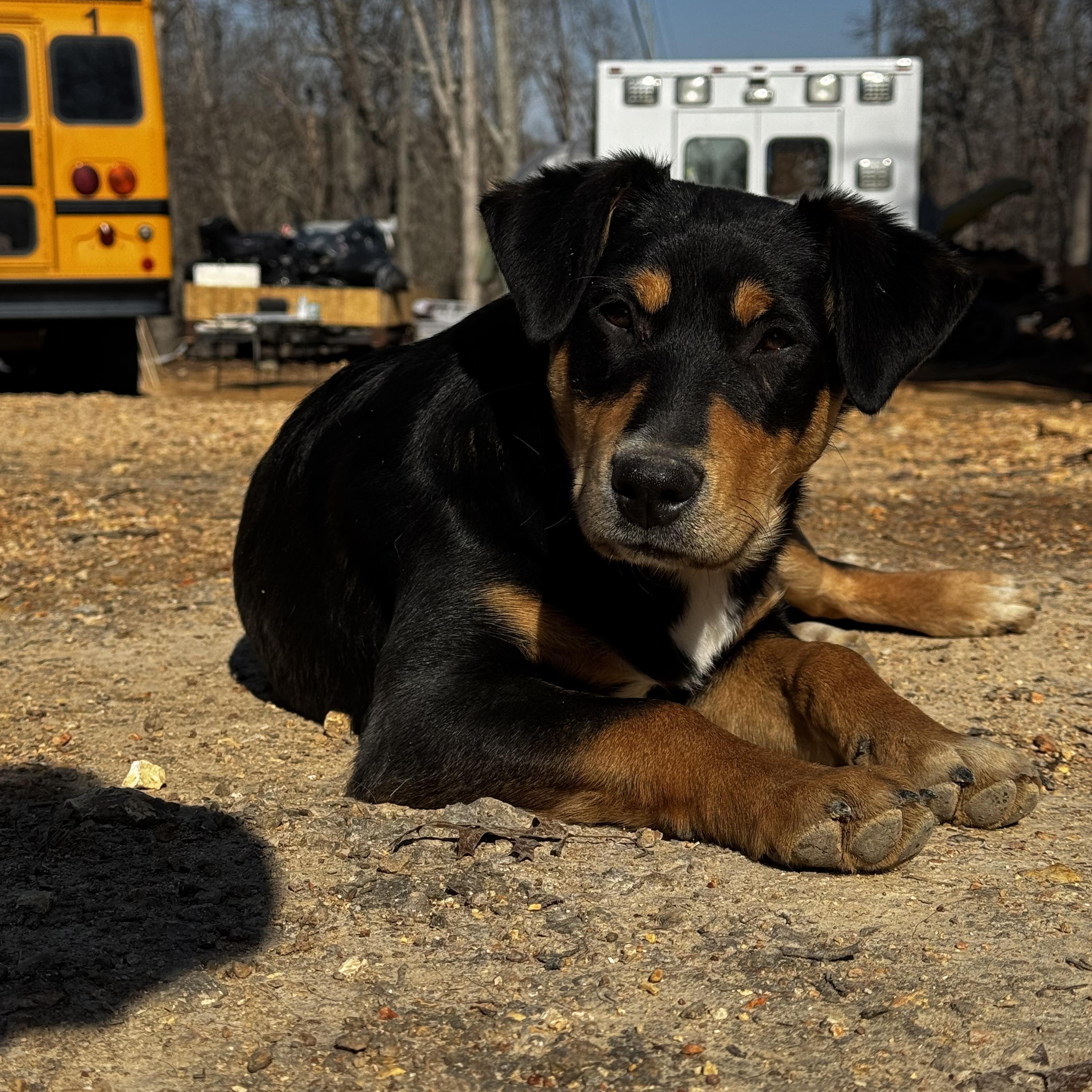Enlarge Stinker, a Adoptable Australian Cattle Dog / Blue Heeler in Rome, GA image 1/1
